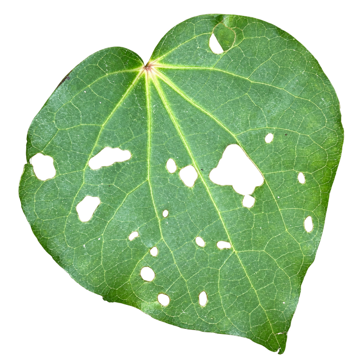 What is kawakawa balm? A guide to ingredients and everyday use