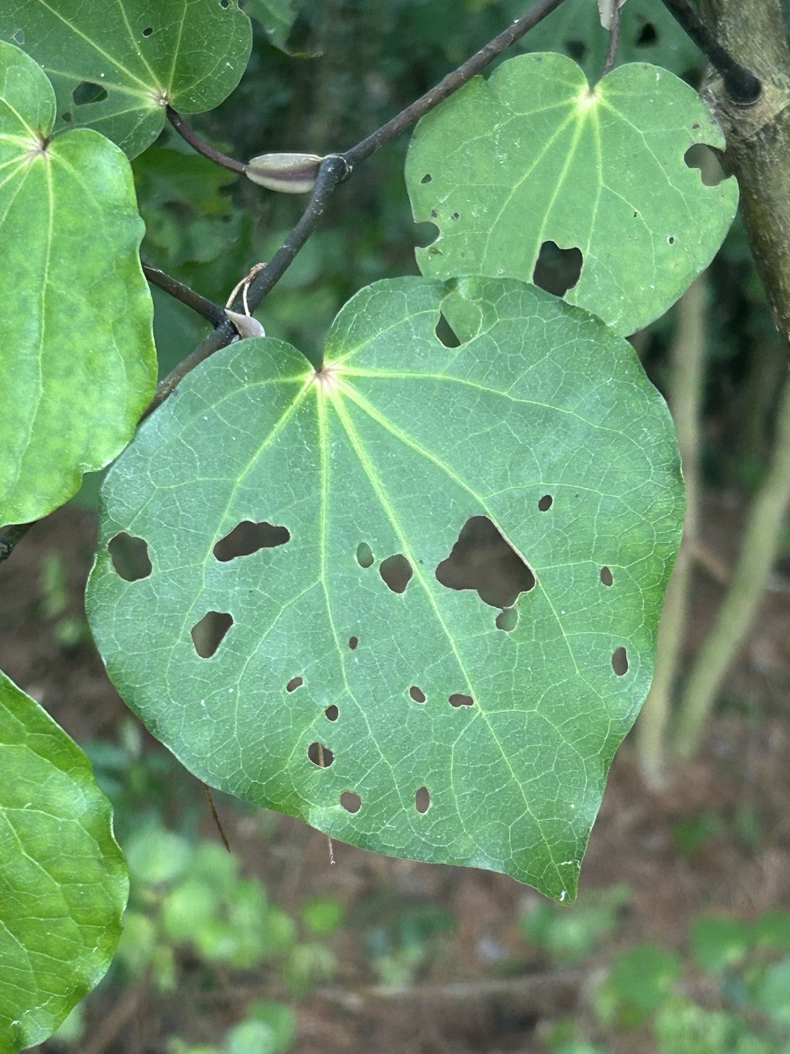 Glossy green heart-shaped kawakawa leaves